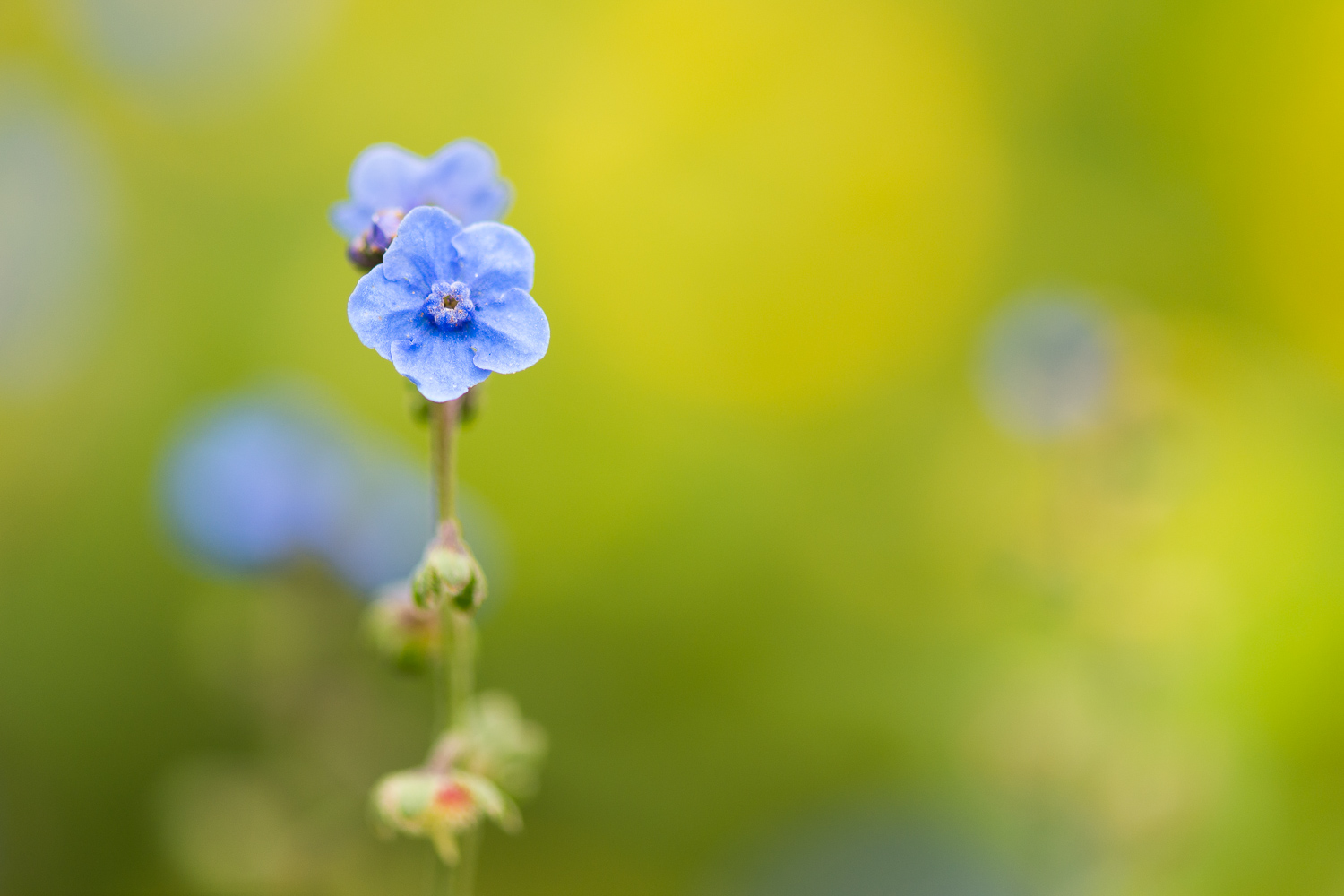 Fleur avec un fond flou