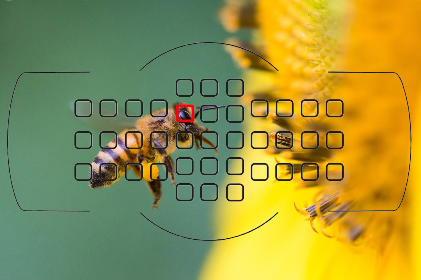 Abeille butinant une fleur