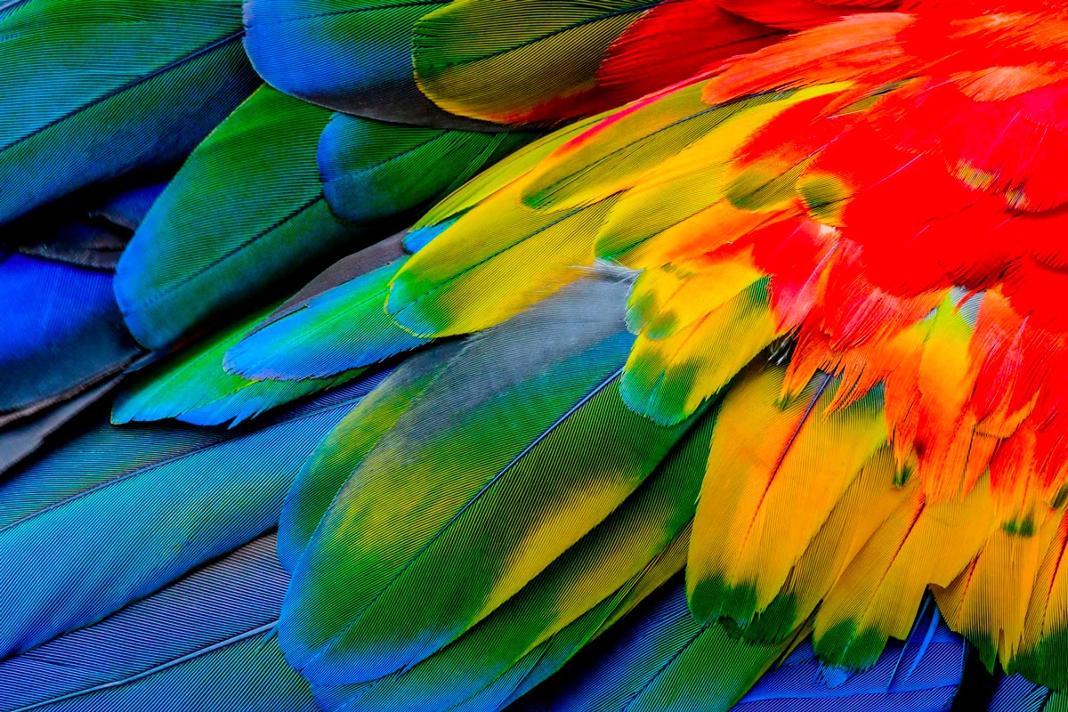 plumage de perroquet