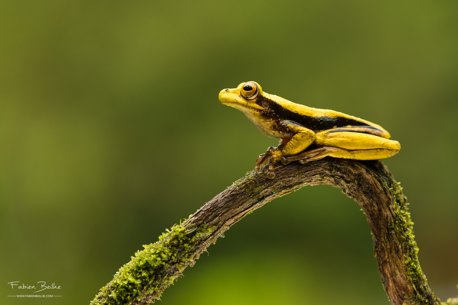 Photo avec un arrière-plan flou
